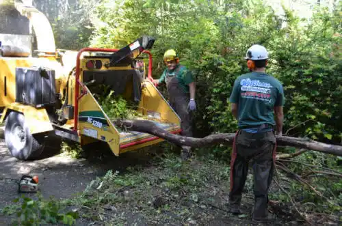 tree services Clarendon